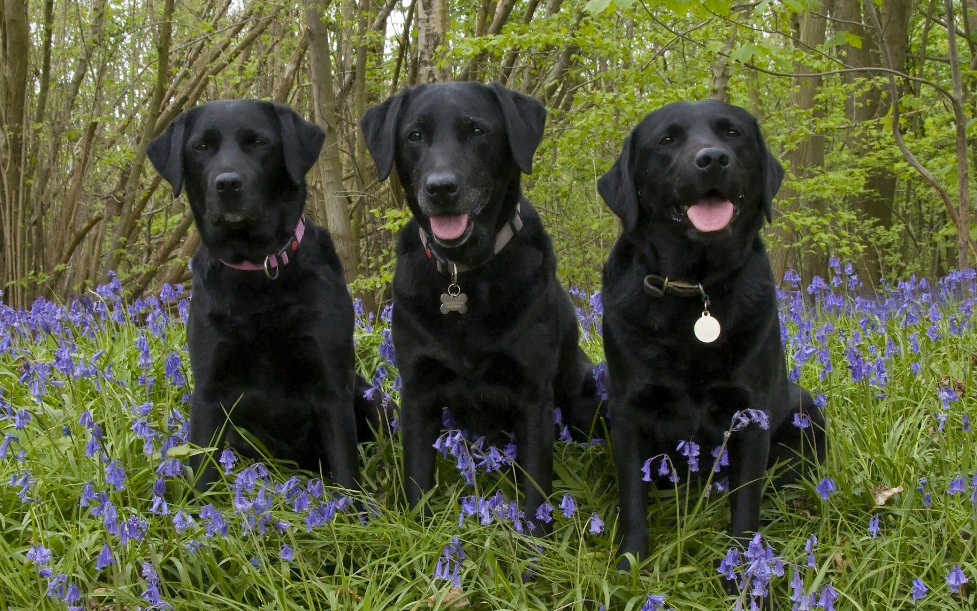 labrador retriever dogs trinity trio flower bells forest