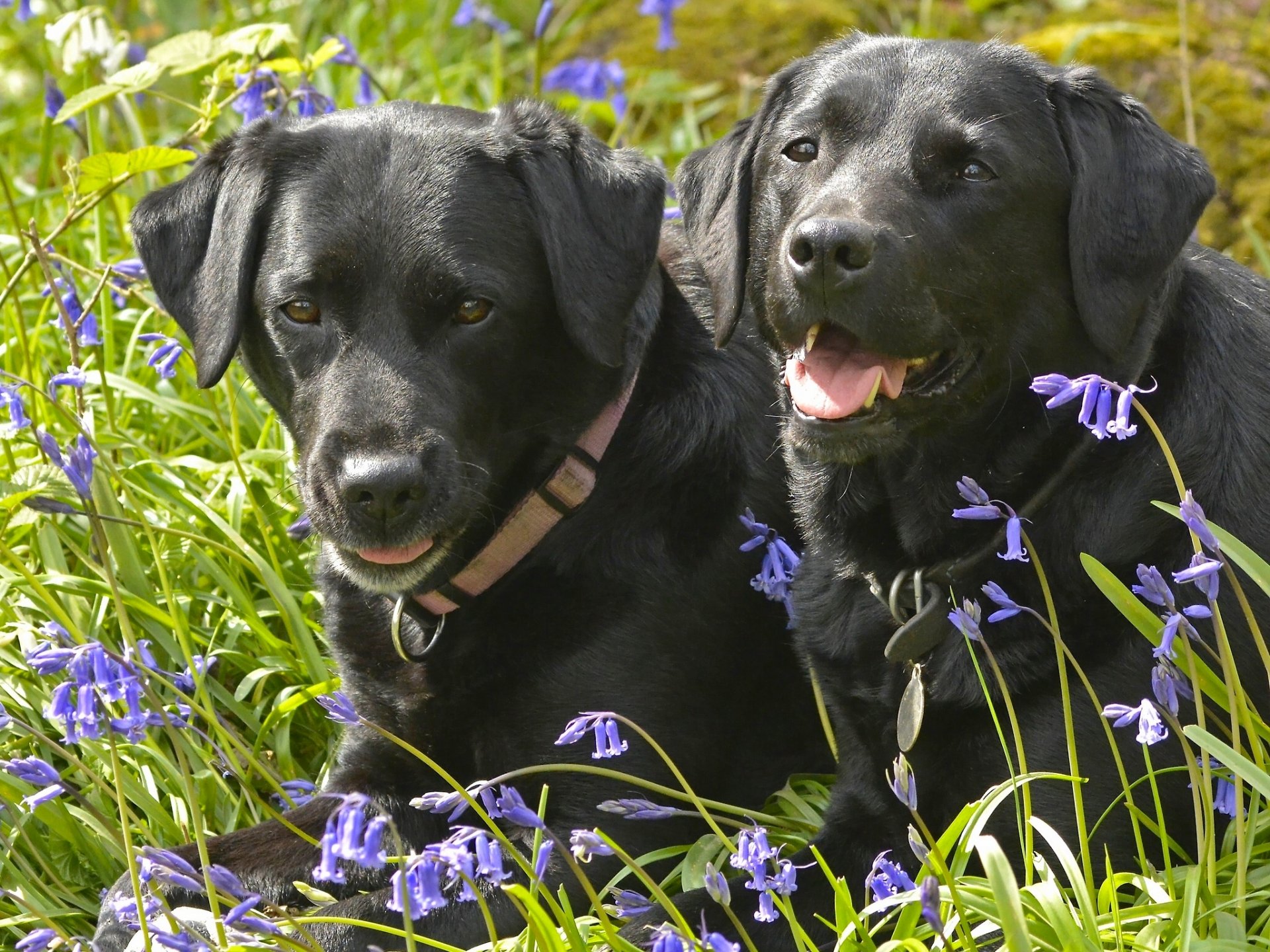 labrador retriever chiens couple fleurs cloches