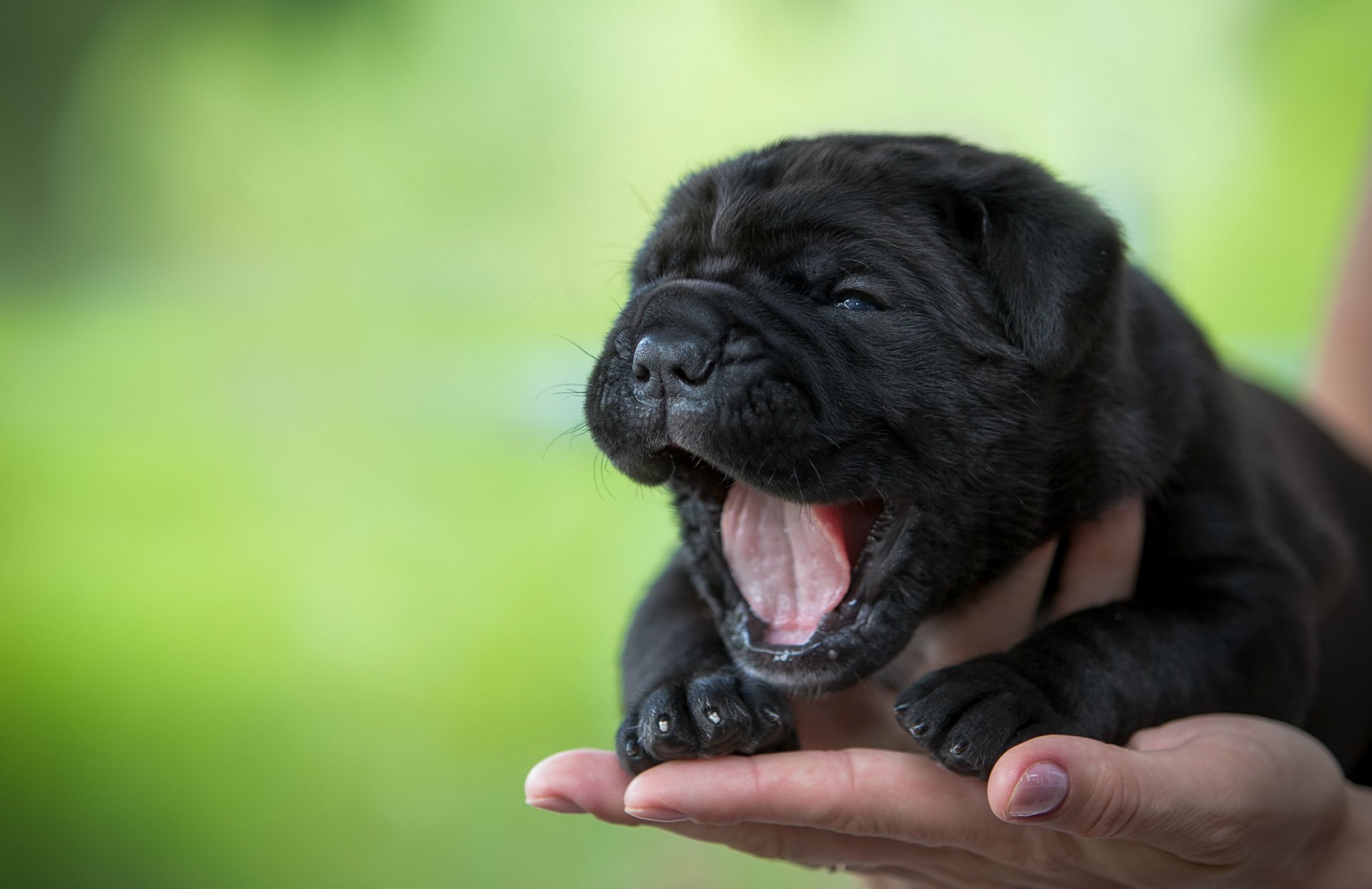 chiot miette bâillements langue main