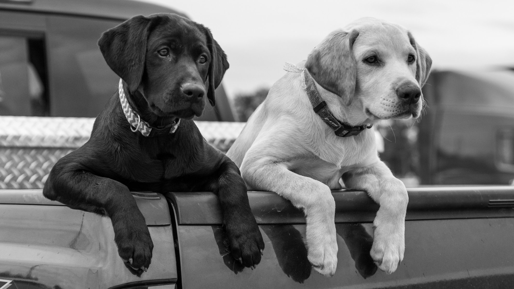 labrador retriever cani cuccioli zampe carrozzeria