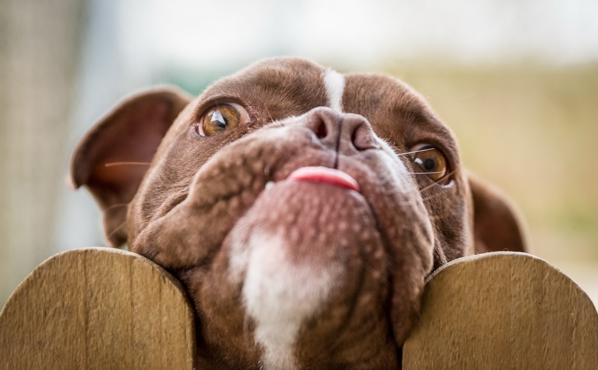 perro mirada amigo