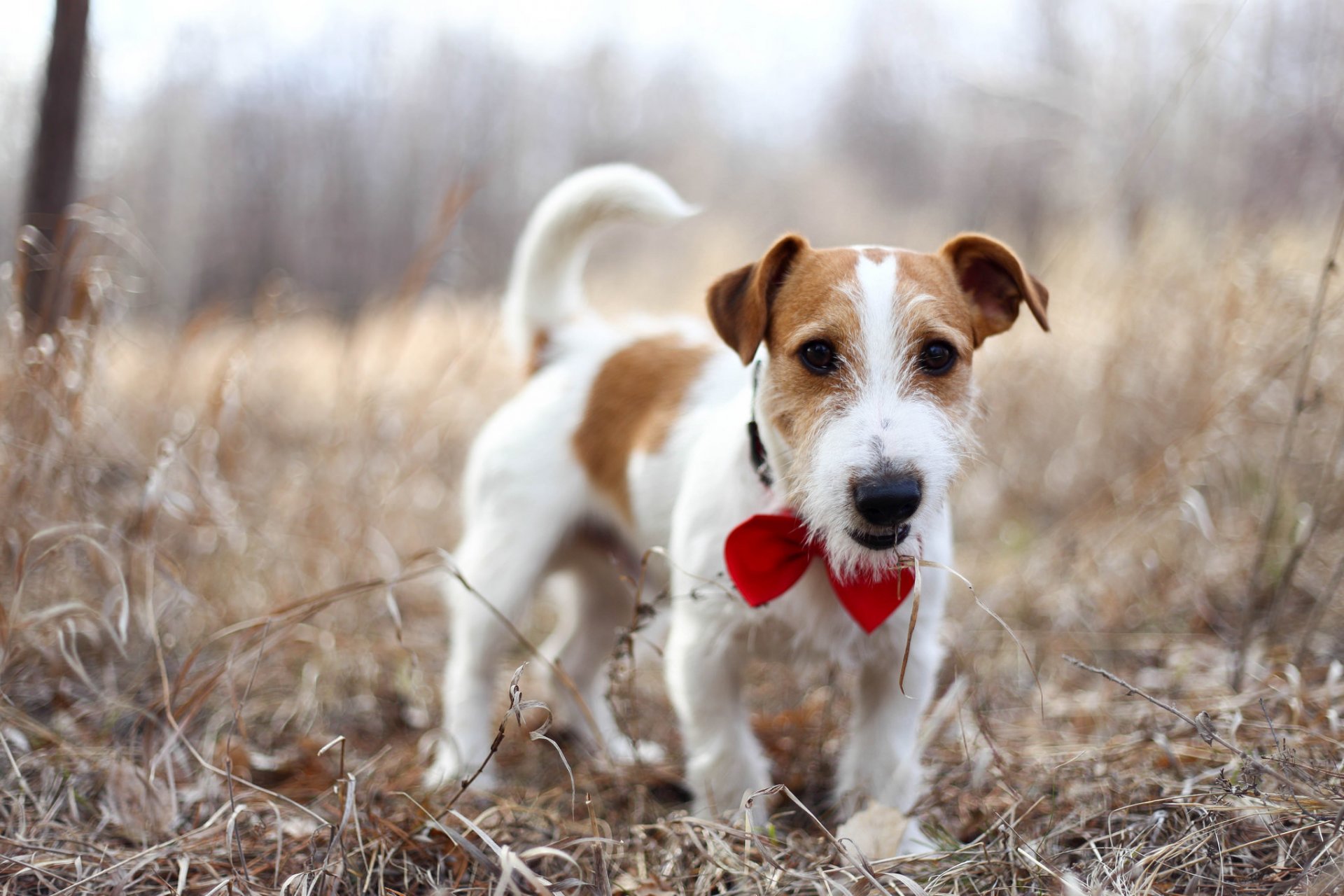 jack russell terrier cane amico