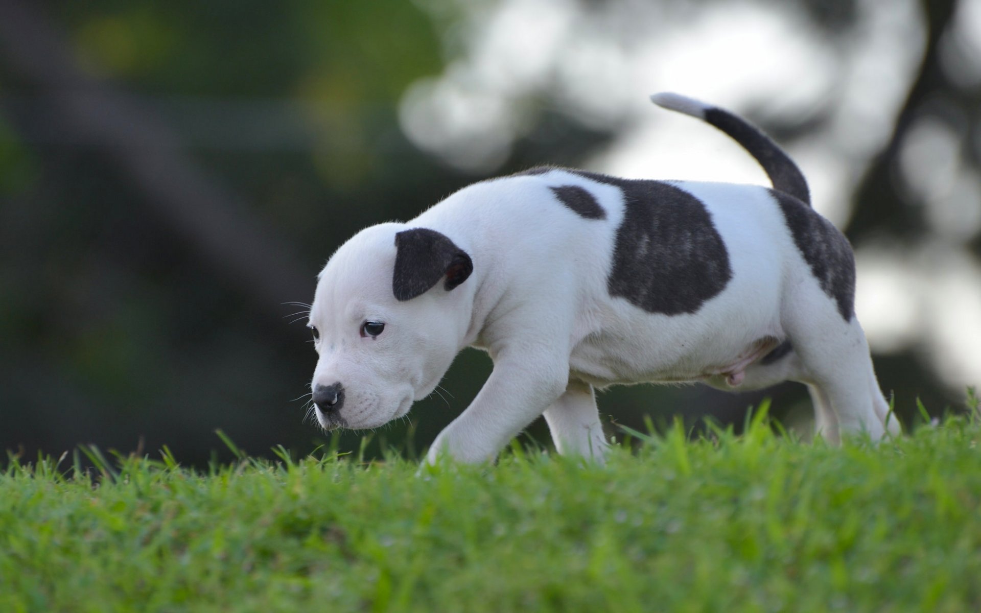 chien chiot enfant marche