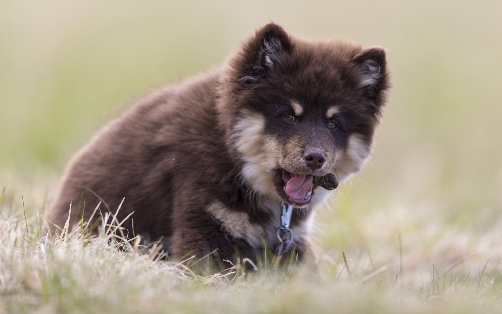 lapphund finlandese laika lopar finlandese cane cucciolo