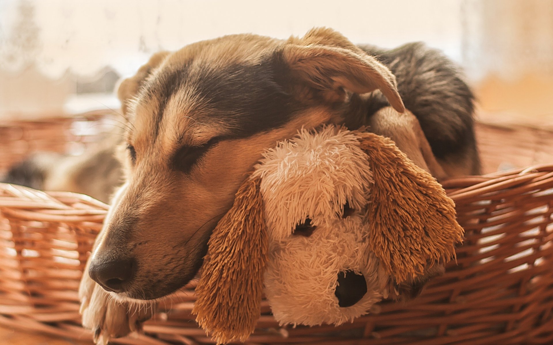 perros perro dormir dormir hocico juguete