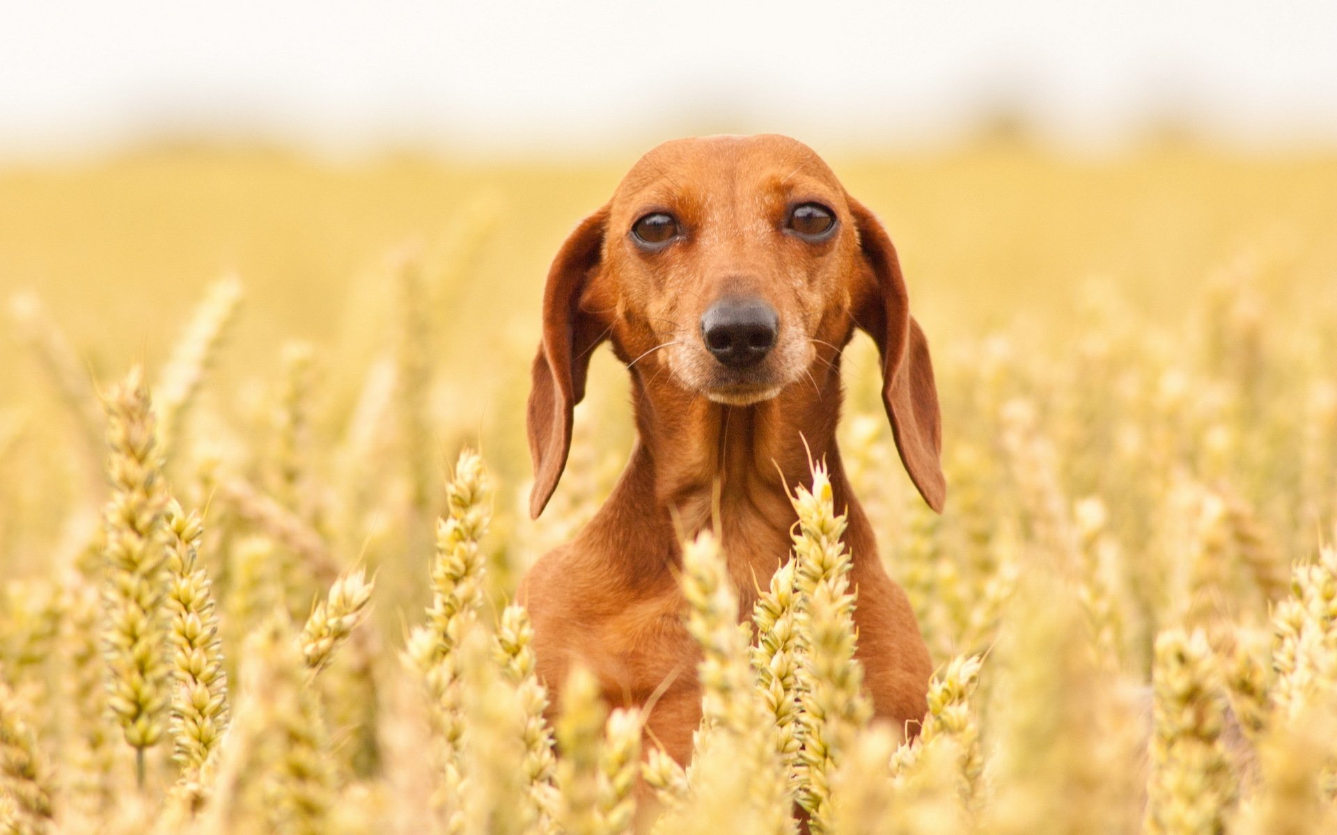 hund blick freund