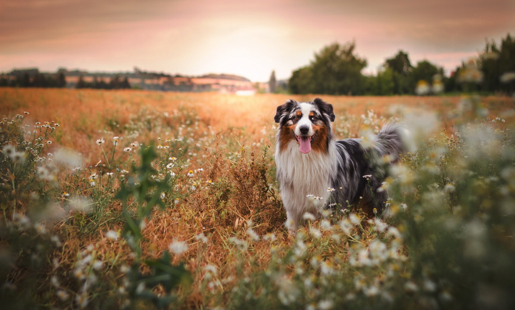 chien vue ami été nature