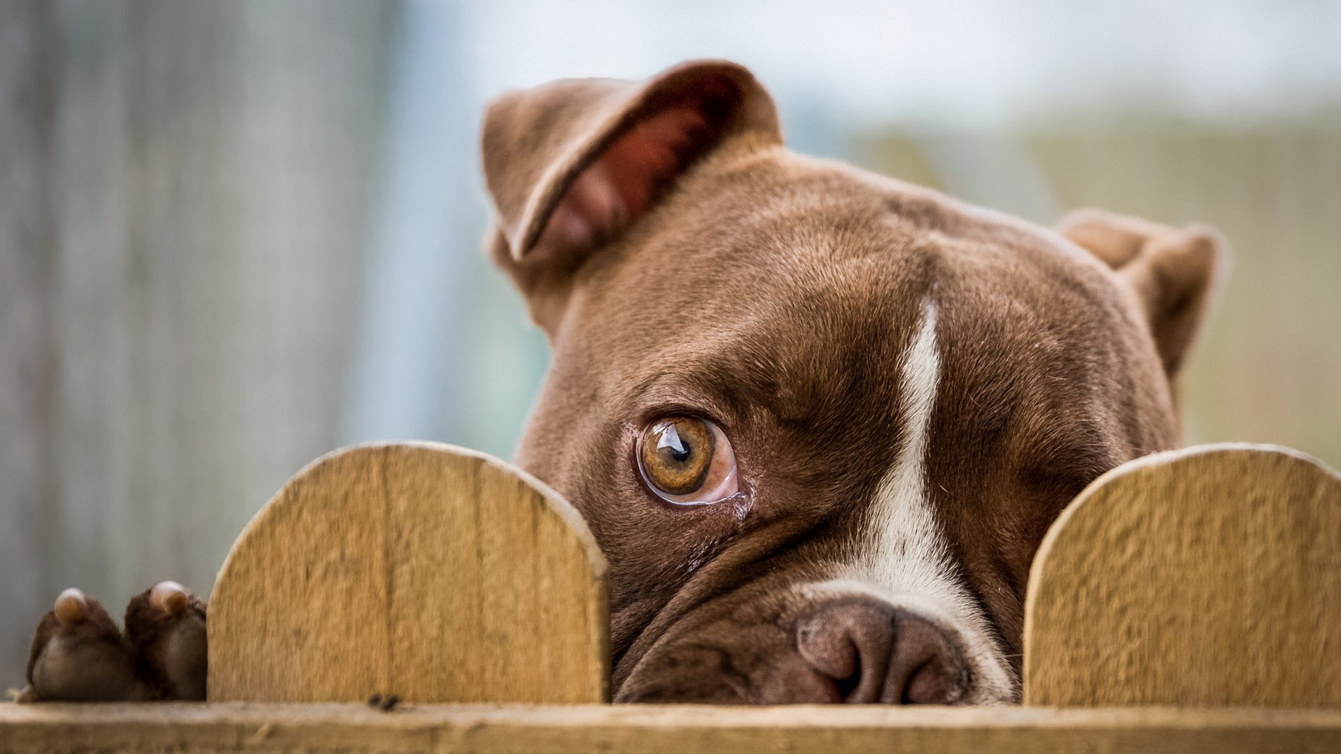 cane sguardo amico