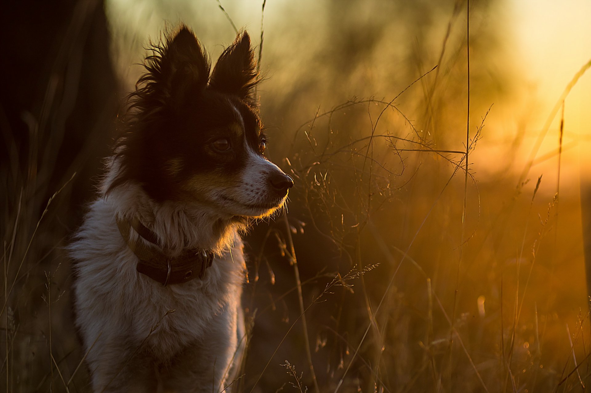 chien regard ami