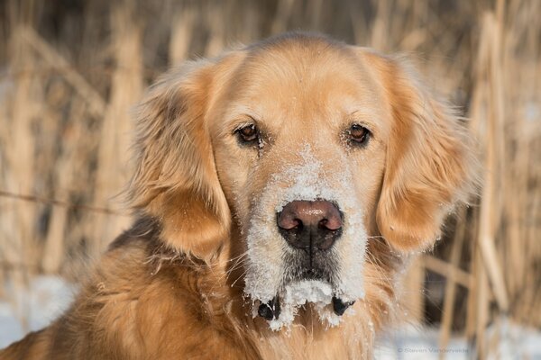 Golden Retriever mit verschneitem Maulkorb