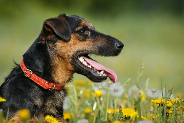 Yagd Terrier en été parmi les pissenlits