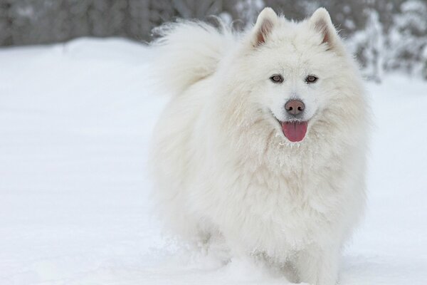 Sie werden den Hund der Rasse Samojeden nicht sofort im weißen Schnee bemerken