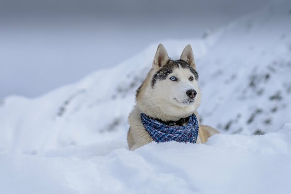 Cane nella neve che guarda in lontananza