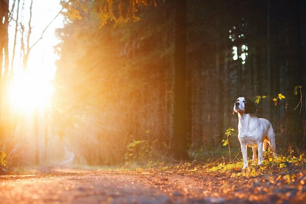 Der freundliche Blick des Hundes am Morgen