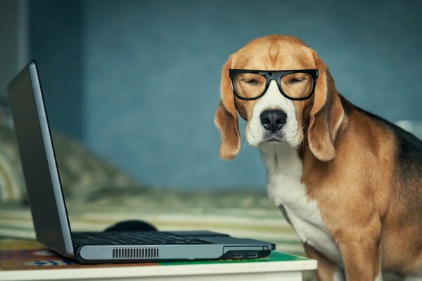 Ein Hund mit Brille hinter einem Laptop