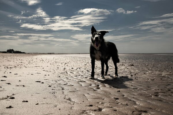 Pies stoi na plaży na tle nieba