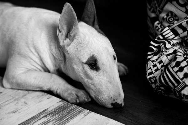 Bull terrier in bianco e nero triste