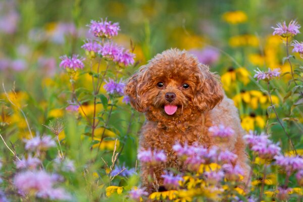 Pudelwelpe unter Blumen