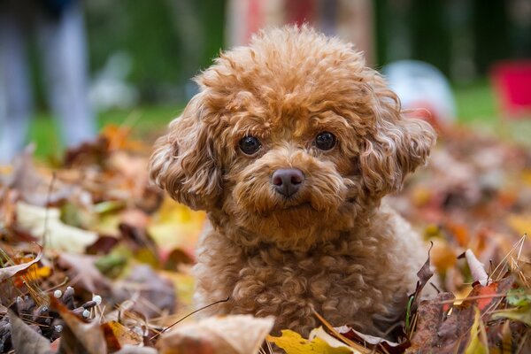 A red-haired puppy on the autumn foliage