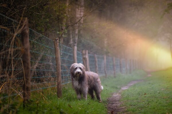 Hund am Zaun am Morgen