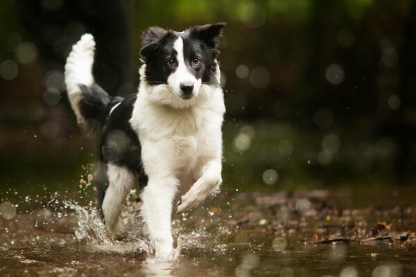 Pies bordercollie biegnie po powierzchni wody