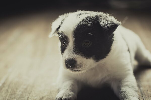 This puppy has a cute face