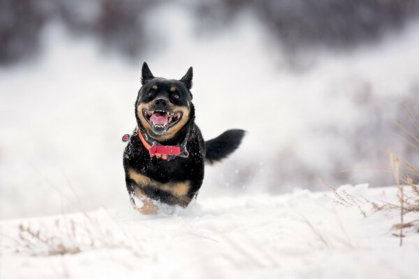 Ein Hund, der im Schnee läuft