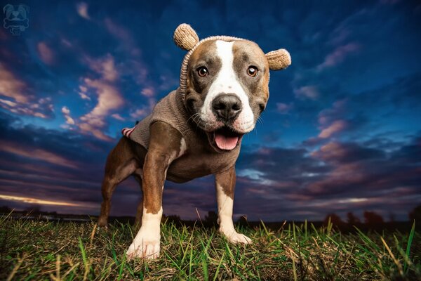 Pit bull in a jacket against the sky