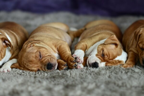 Милые спящие рыжие щенки