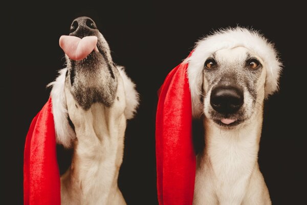 A dog in a Santa hat. New Year s Dog