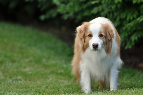 Long-haired dog on the background of grass and bushes