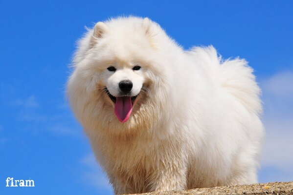 El perro samoyedo Mira alegremente