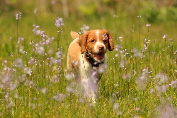 Ein bretonischer Epagnolhund mitten auf einem Feld