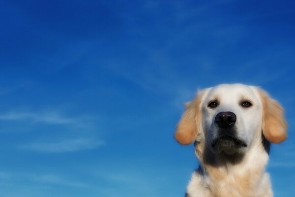 Perro de luz contra el cielo azul