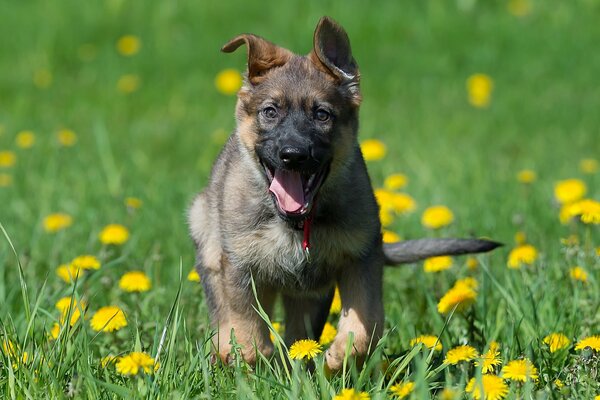 Chiot berger allemand courir à travers la Prairie avec des pissenlits