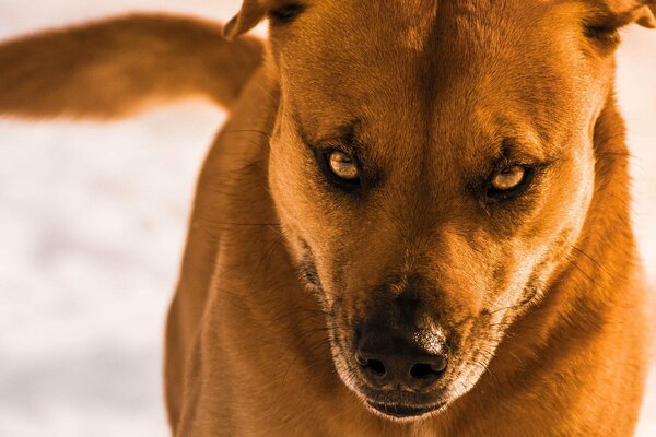 The angry look of the dog