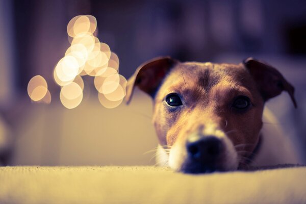 La mirada de cachorro de buen carácter