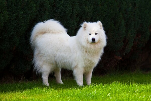 Łajka samoyeda na trawie