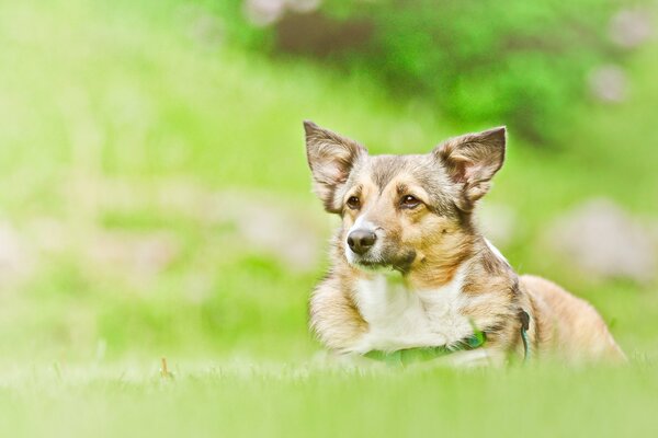 Hund auf grünem Gras liegend