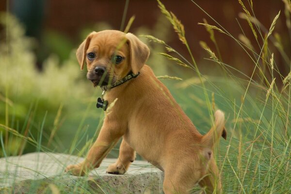 The puppy pagl is standing in the grass