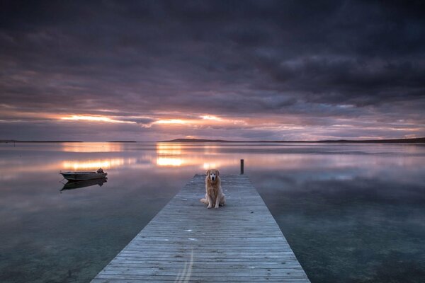 Y el perro fiel está esperando al dueño