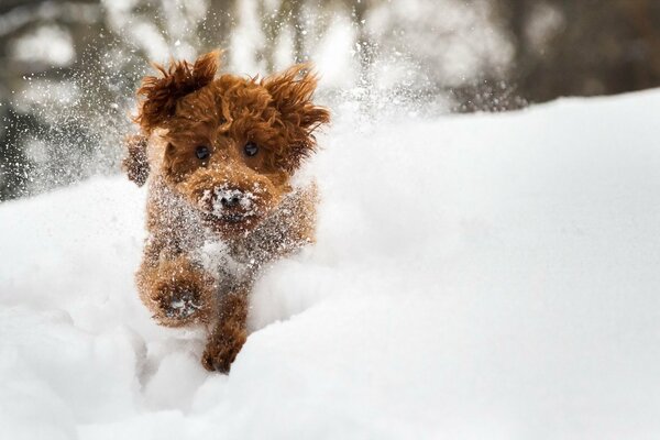 Cane marrone che corre nella neve