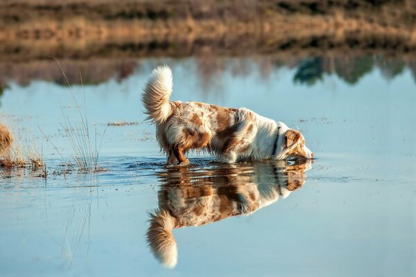 Der Fluss ist ein Glück für Hunde