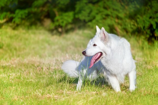 Der Hund ist in der Natur. Schön und sonnig