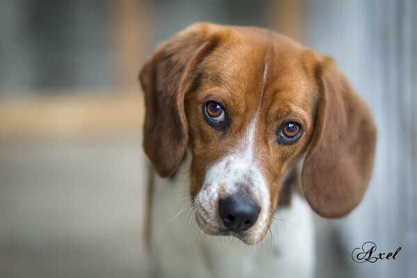 Beagle schaut mit Wert