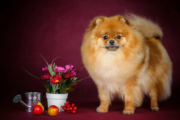 A red-haired dog with a colorful still life