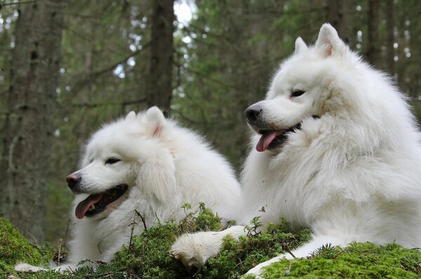 Un par de perros samoyedo