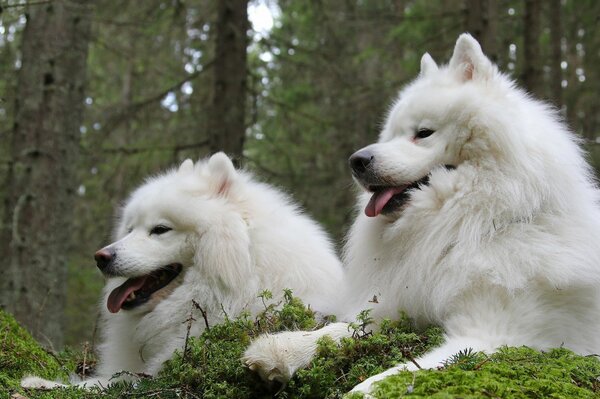 Kilka psów rasy Samoyed