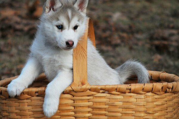 Husky puppy hiding in a basket