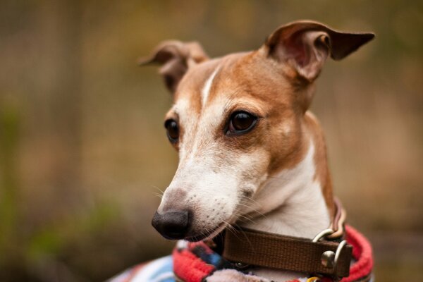 Chien mignon dans un collier dans la nature